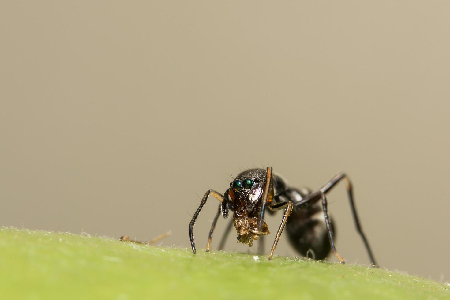 Giant ant-like jumping spider close-up photo