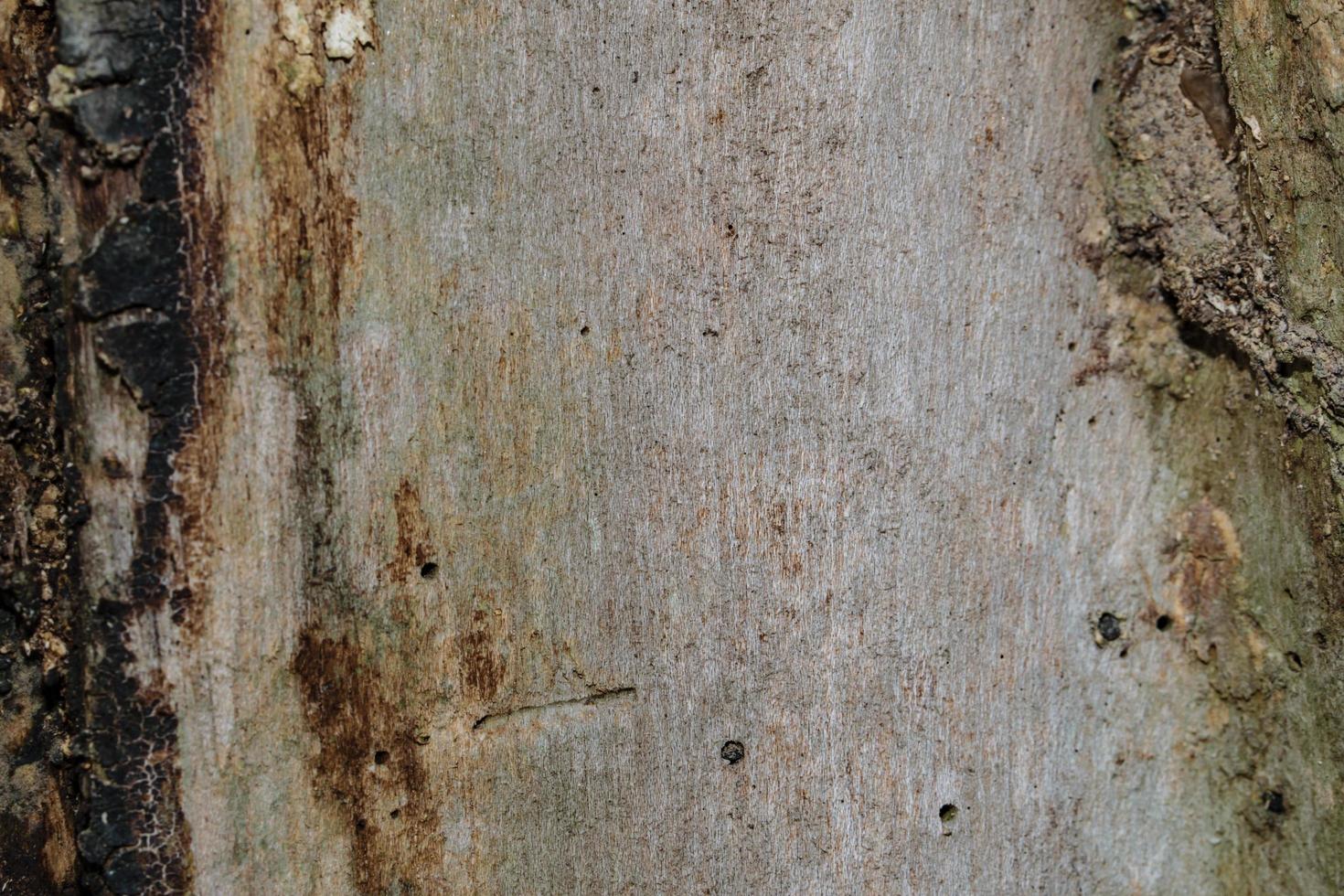 Wood texture background photo