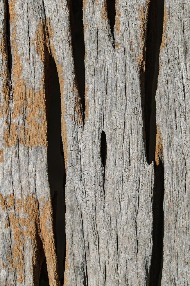 Wood texture background photo