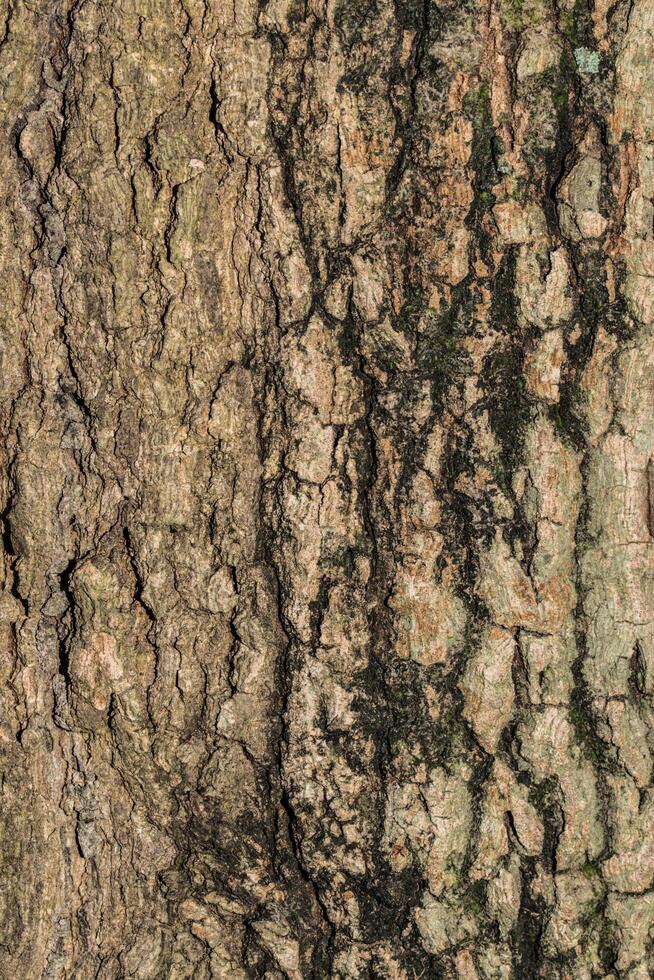 textura de madera de fondo foto