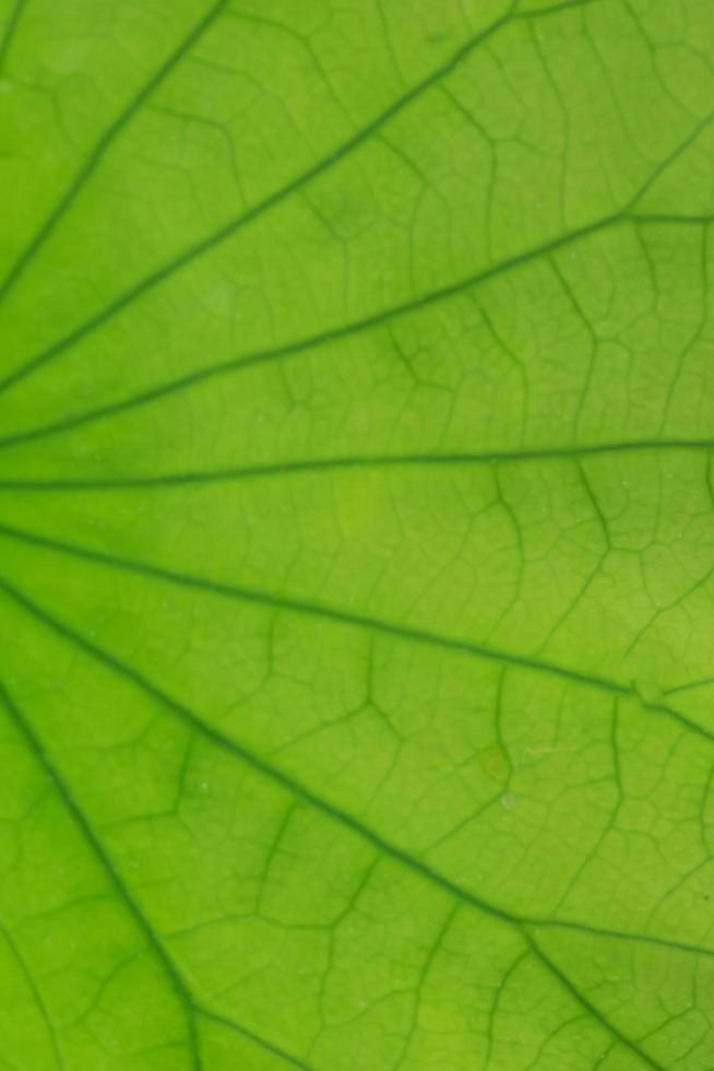 Green leaf close-up photo