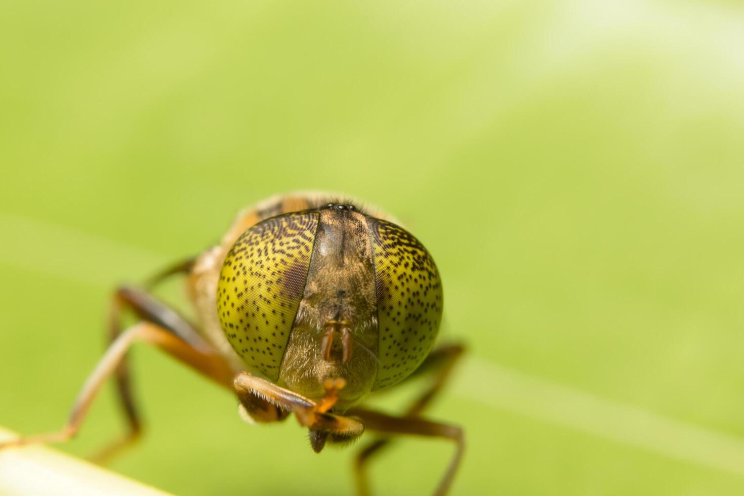 Tabanus sulcifrons insect, close-up photo