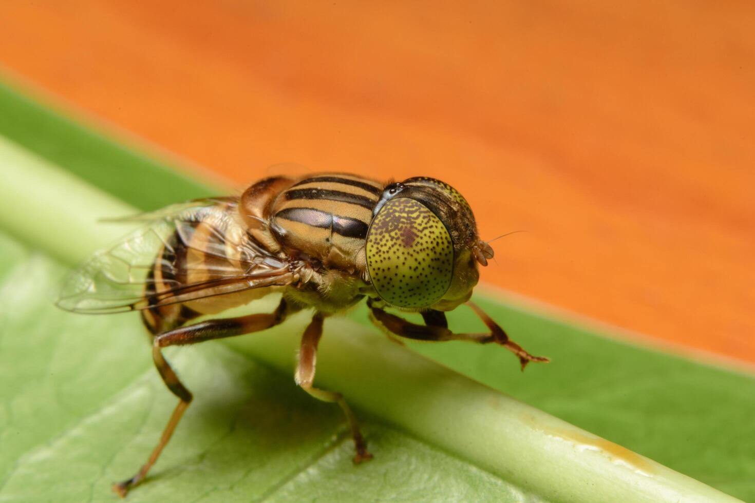 Tabanus sulcifrons primer plano de insectos foto