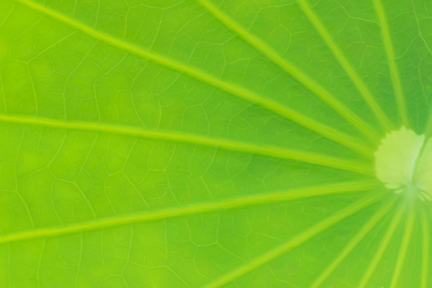 Green leaf close-up photo