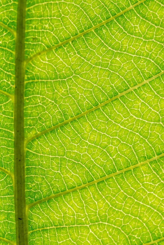 Green leaf close-up photo