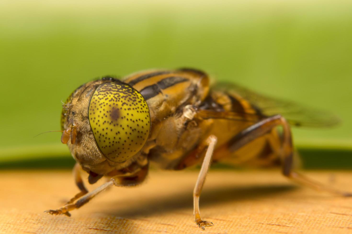 Tabanus sulcifrons primer plano de insectos foto