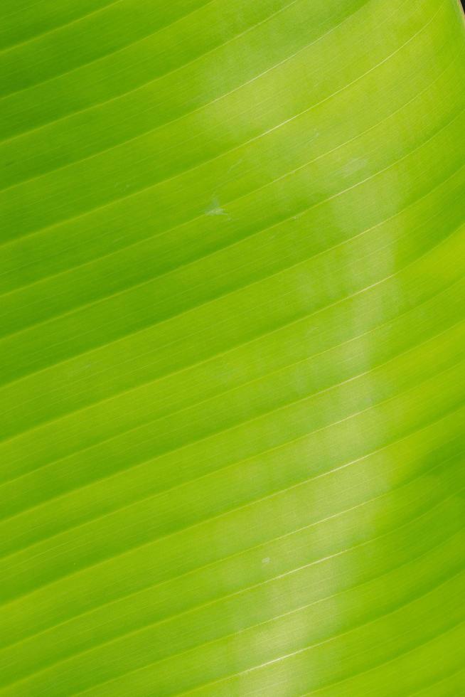 primer plano de la hoja verde foto