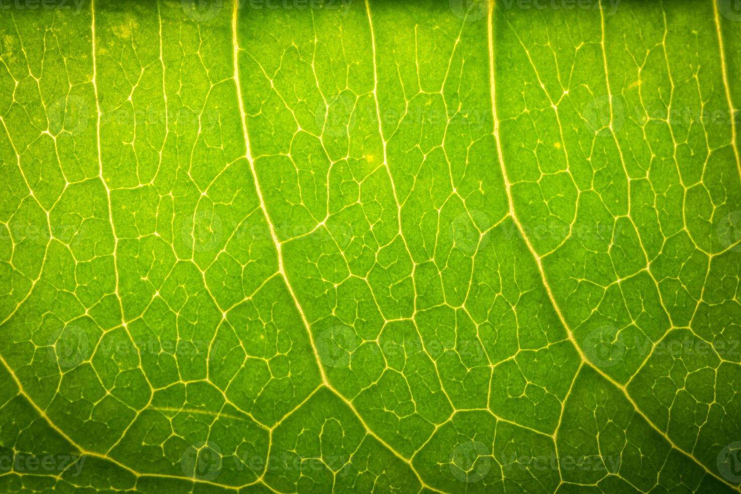 A close up of a green leaf photo