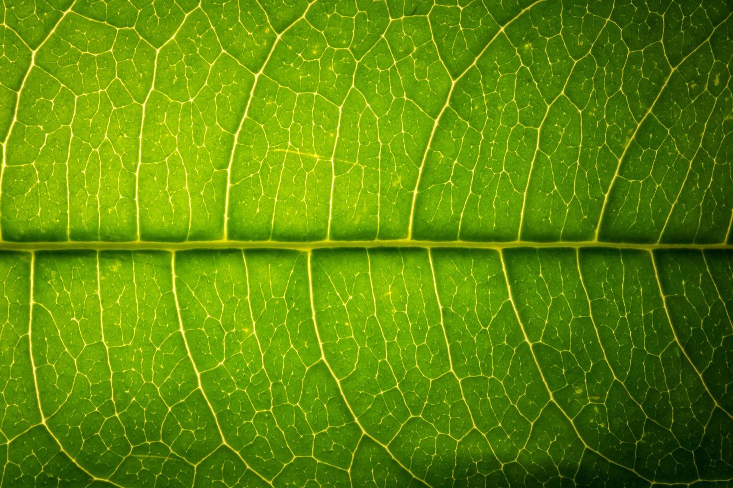 Green leaf close-up photo