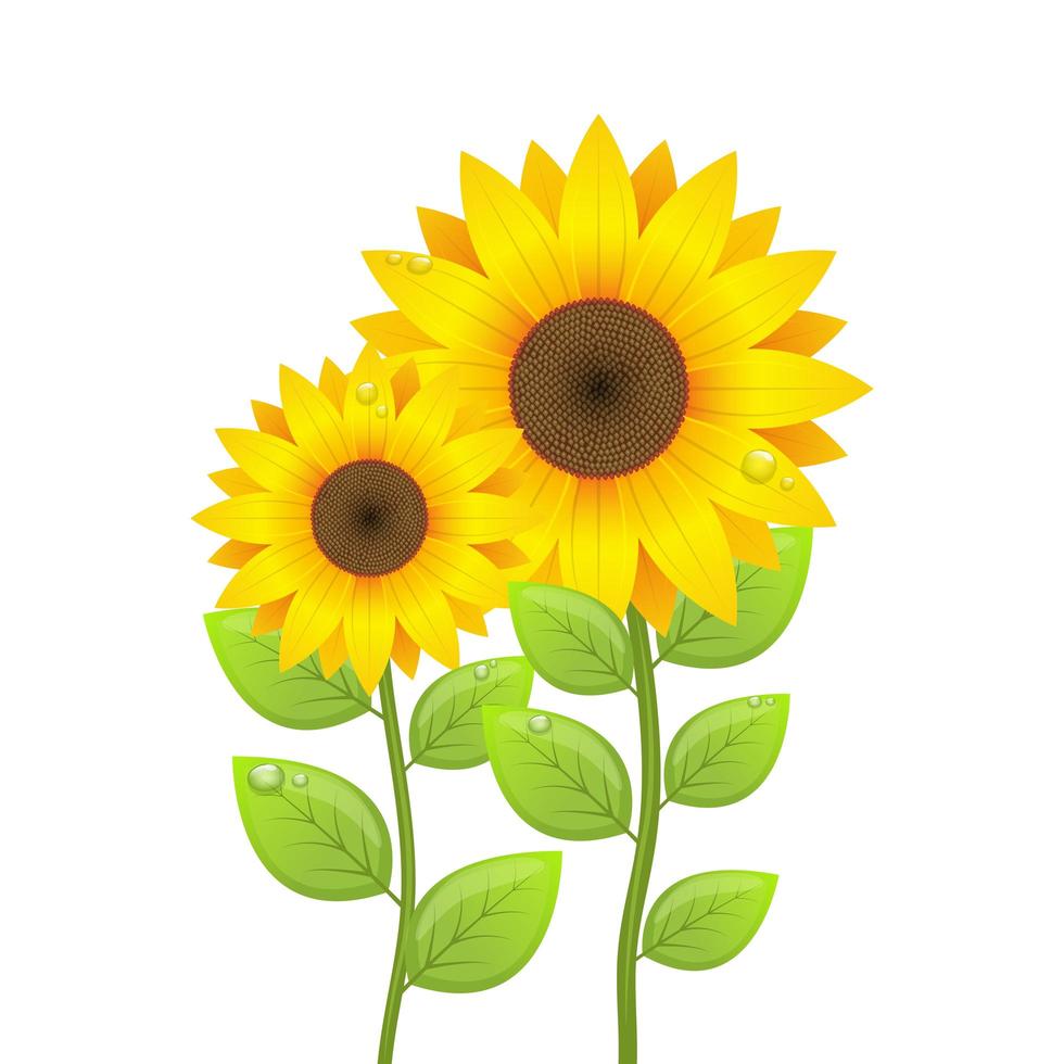 Ilustración de diseño de vector de girasol aislado sobre fondo blanco