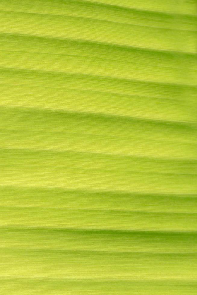 Green leaf, close-up photo