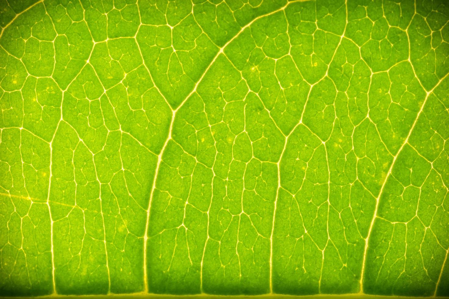 Green leaf close-up photo