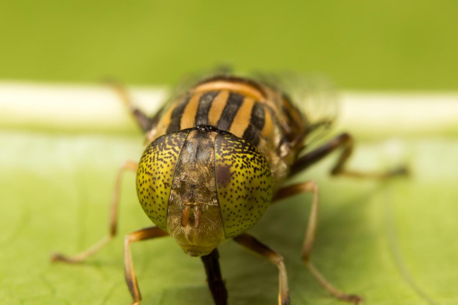 Tabanus sulcifrons insect close-up photo