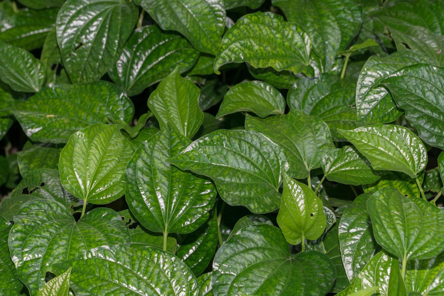 Green leaves, close-up photo