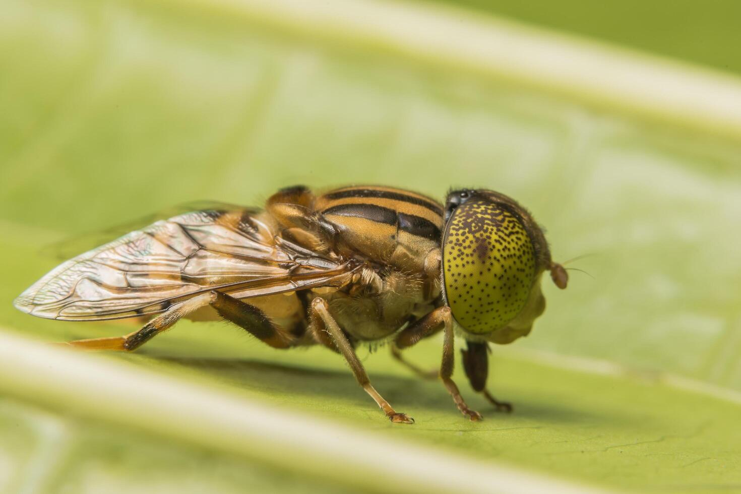 Tabanus sulcifrons primer plano de insectos foto