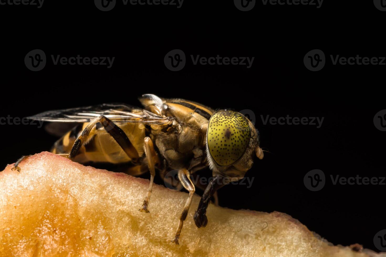 A fly with yellow eyes sitting on top of a piece of fruit photo