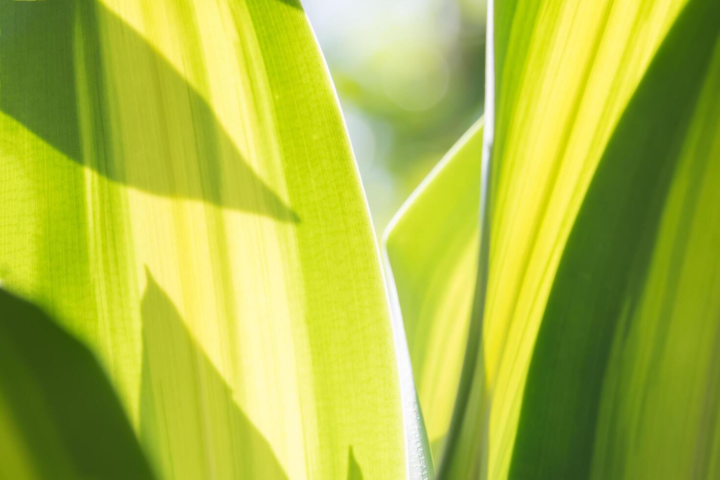 Green leaf, close-up photo