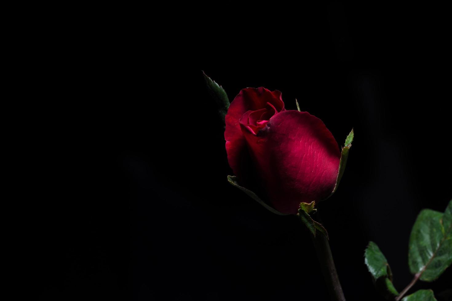 Beautiful red roses on black background photo