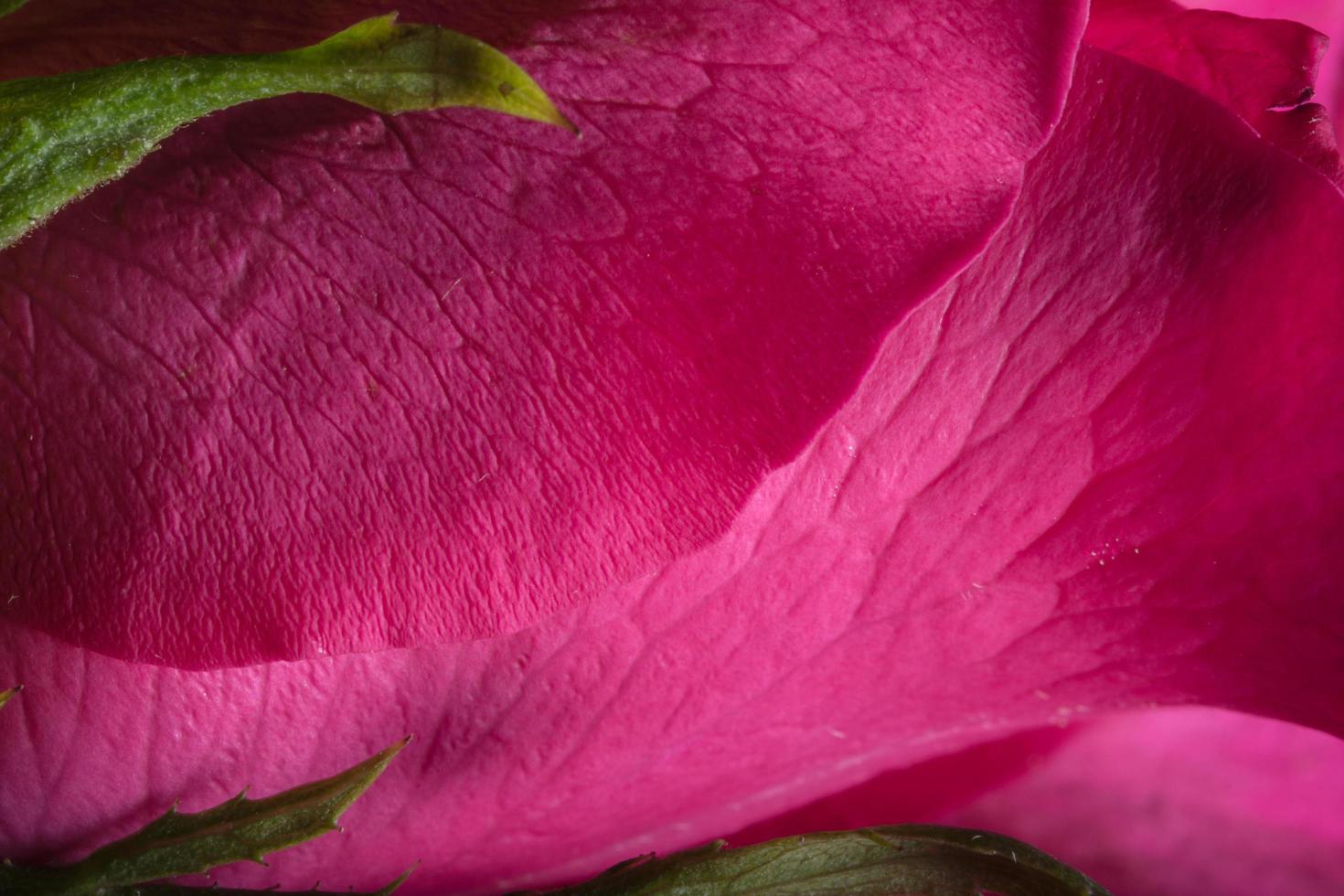 hermosas rosas rojas, primer plano foto