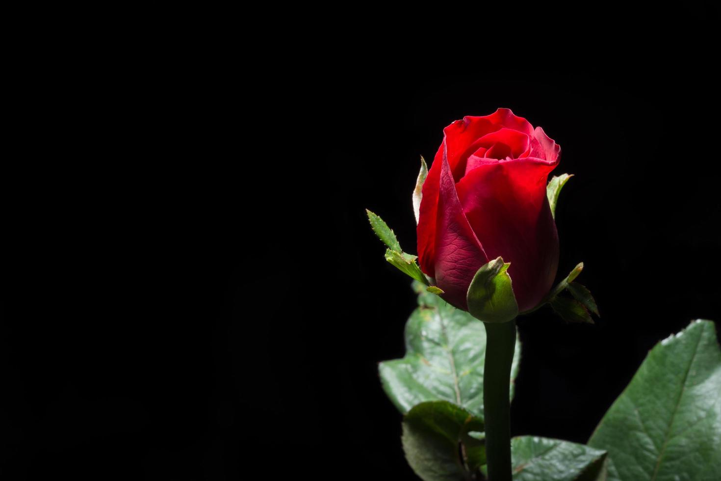 hermosas rosas rojas sobre fondo negro foto