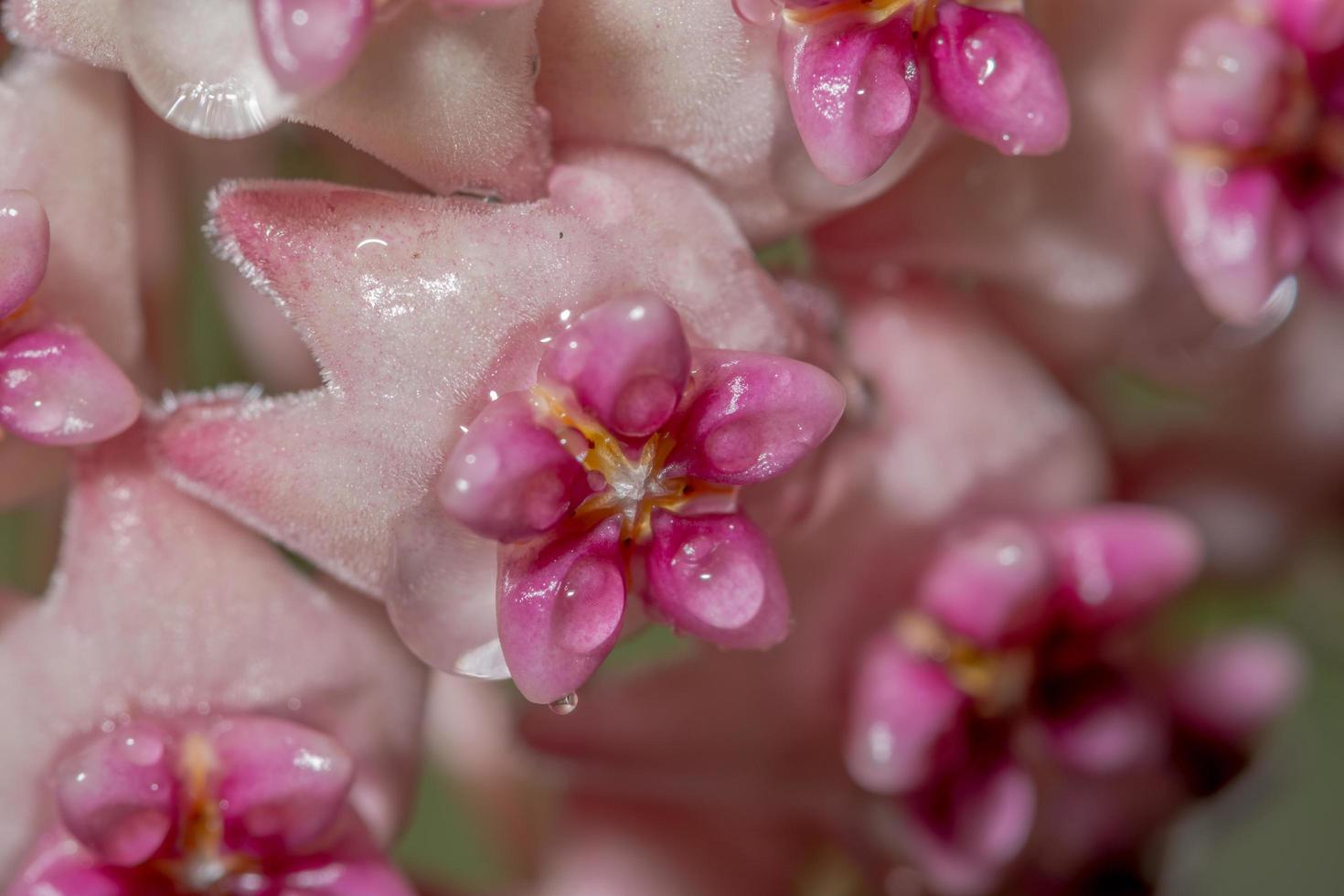 Hoya flower close-up photo