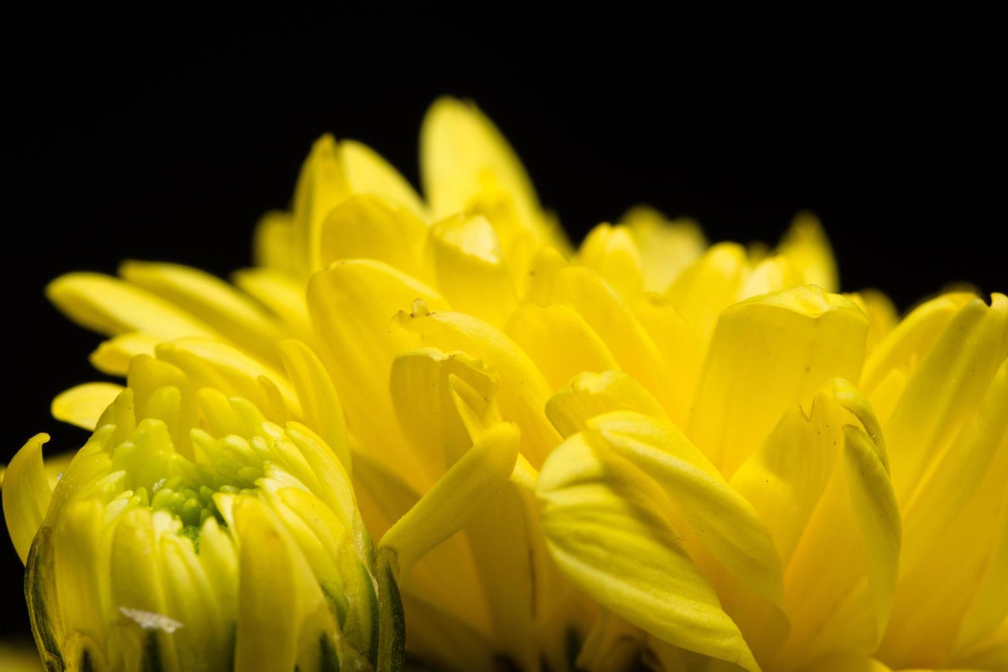Yellow chrysanthemum flower photo