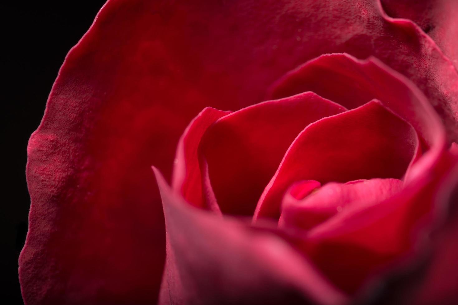 hermosas rosas rojas, primer plano foto