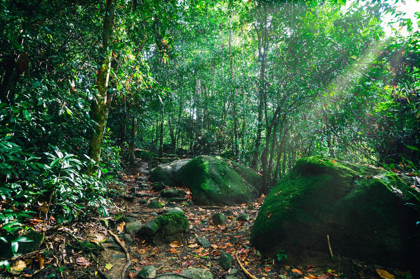 exuberante vegetación de bosque tropical foto