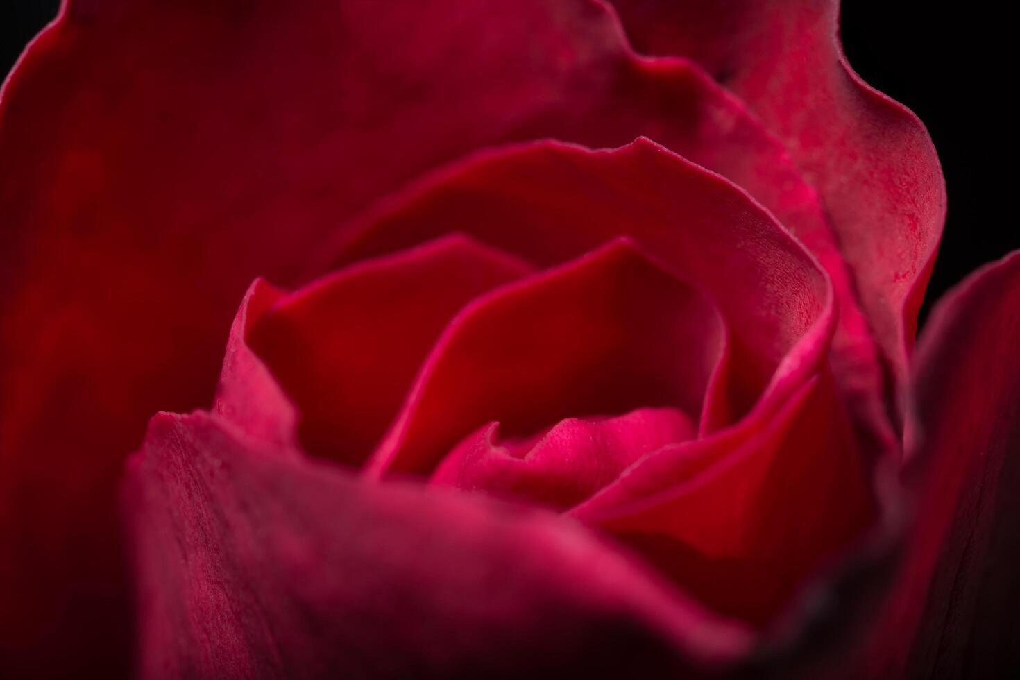 hermosas rosas rojas, primer plano foto