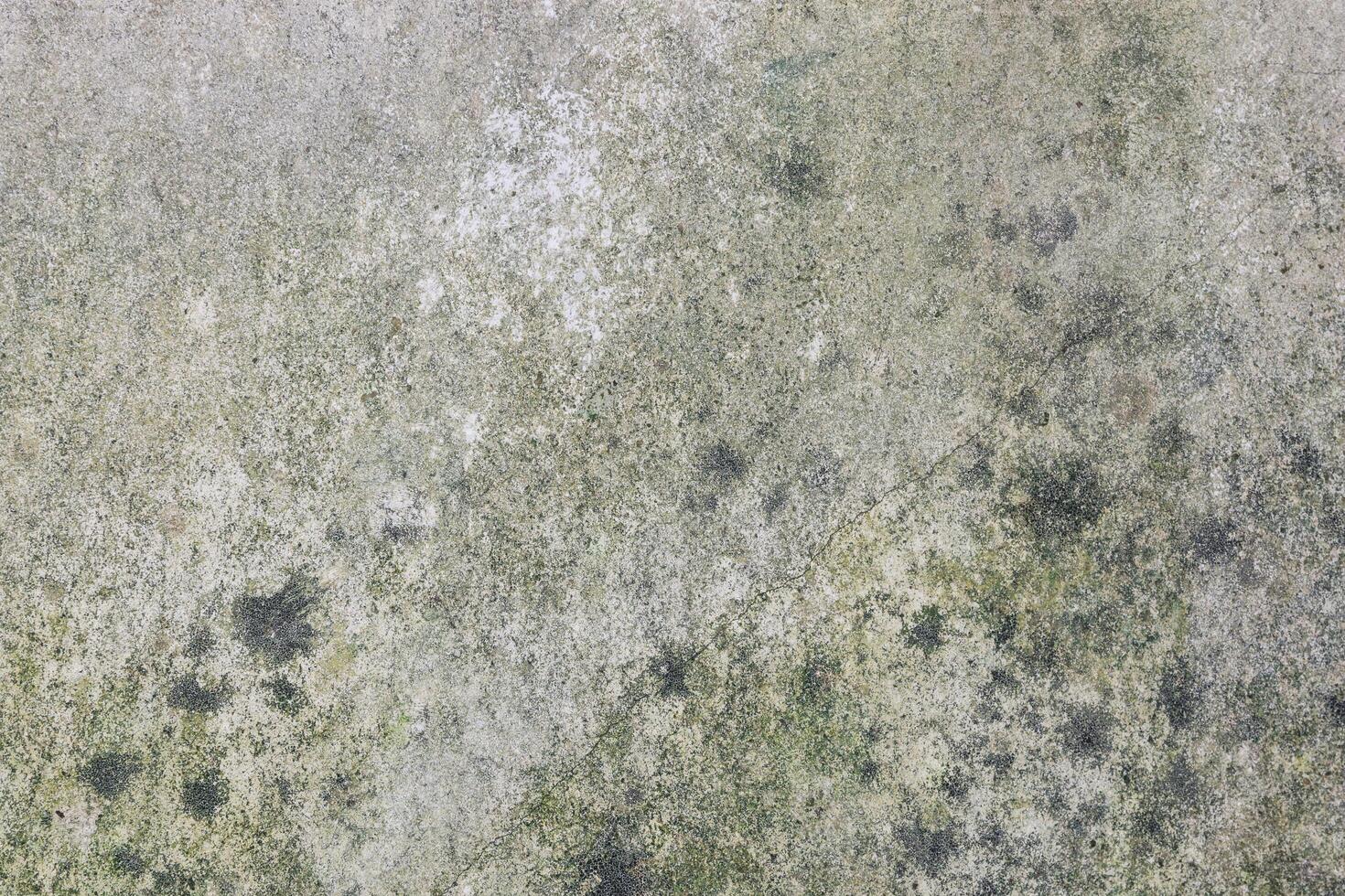 A close up of a wall with moss on it photo