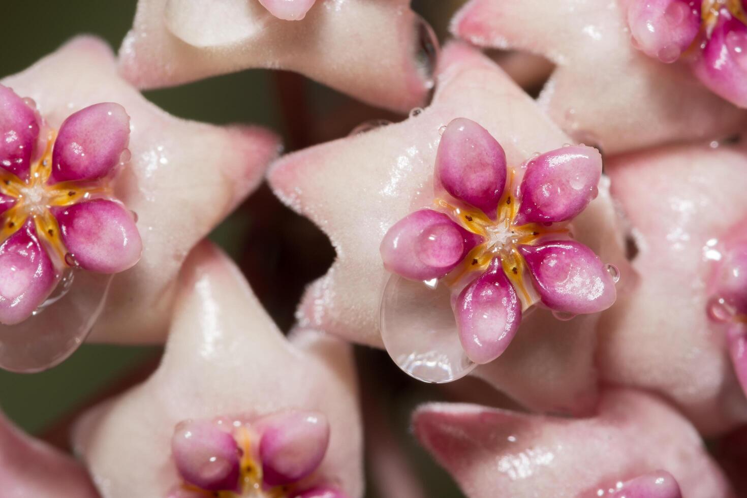 Hoya flower on black background photo