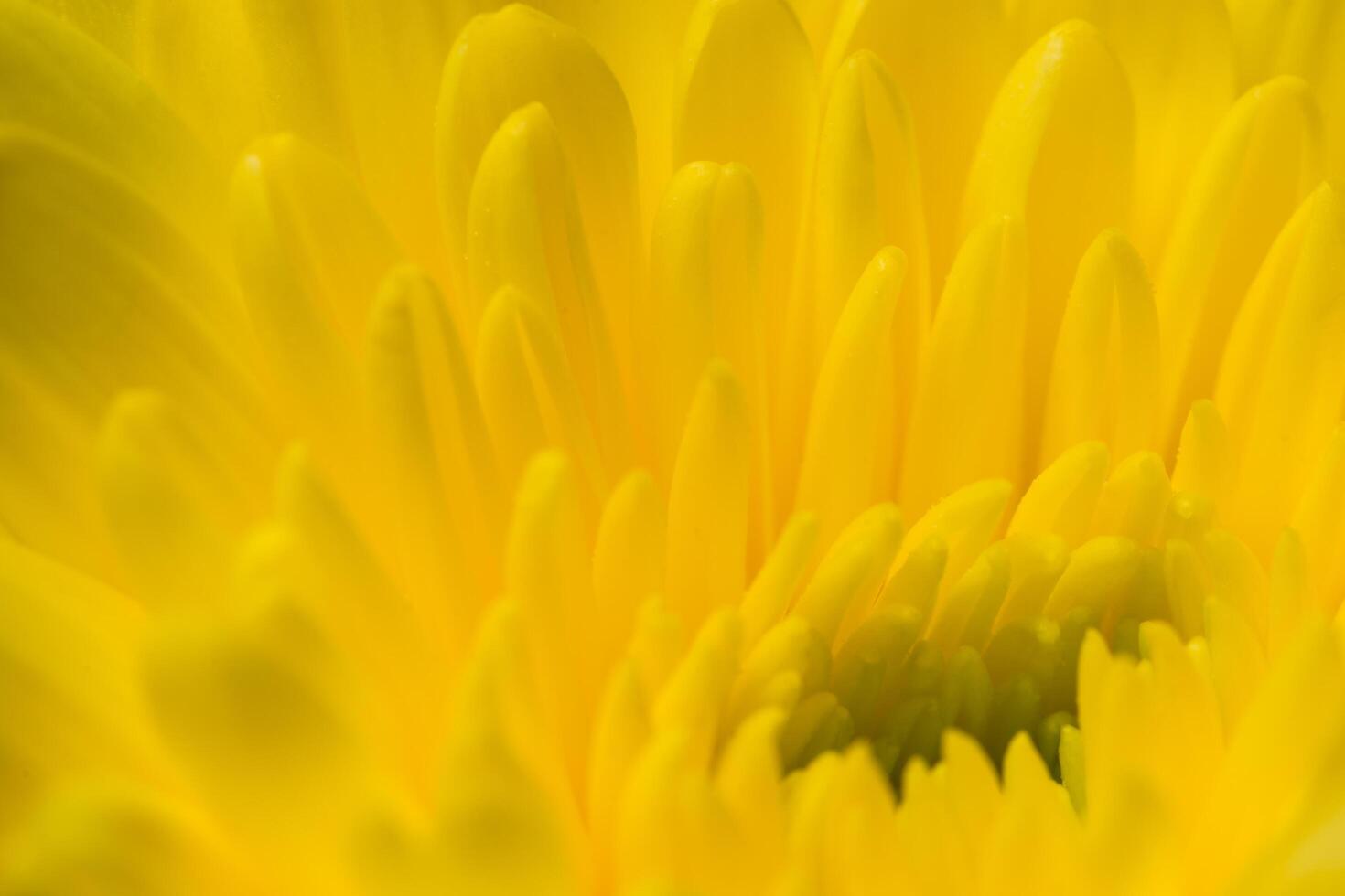 Yellow chrysanthemum flower photo