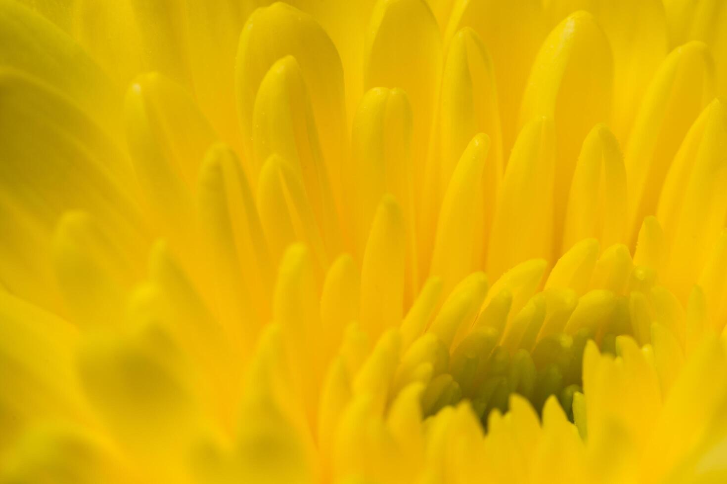 flor de crisantemo amarillo foto