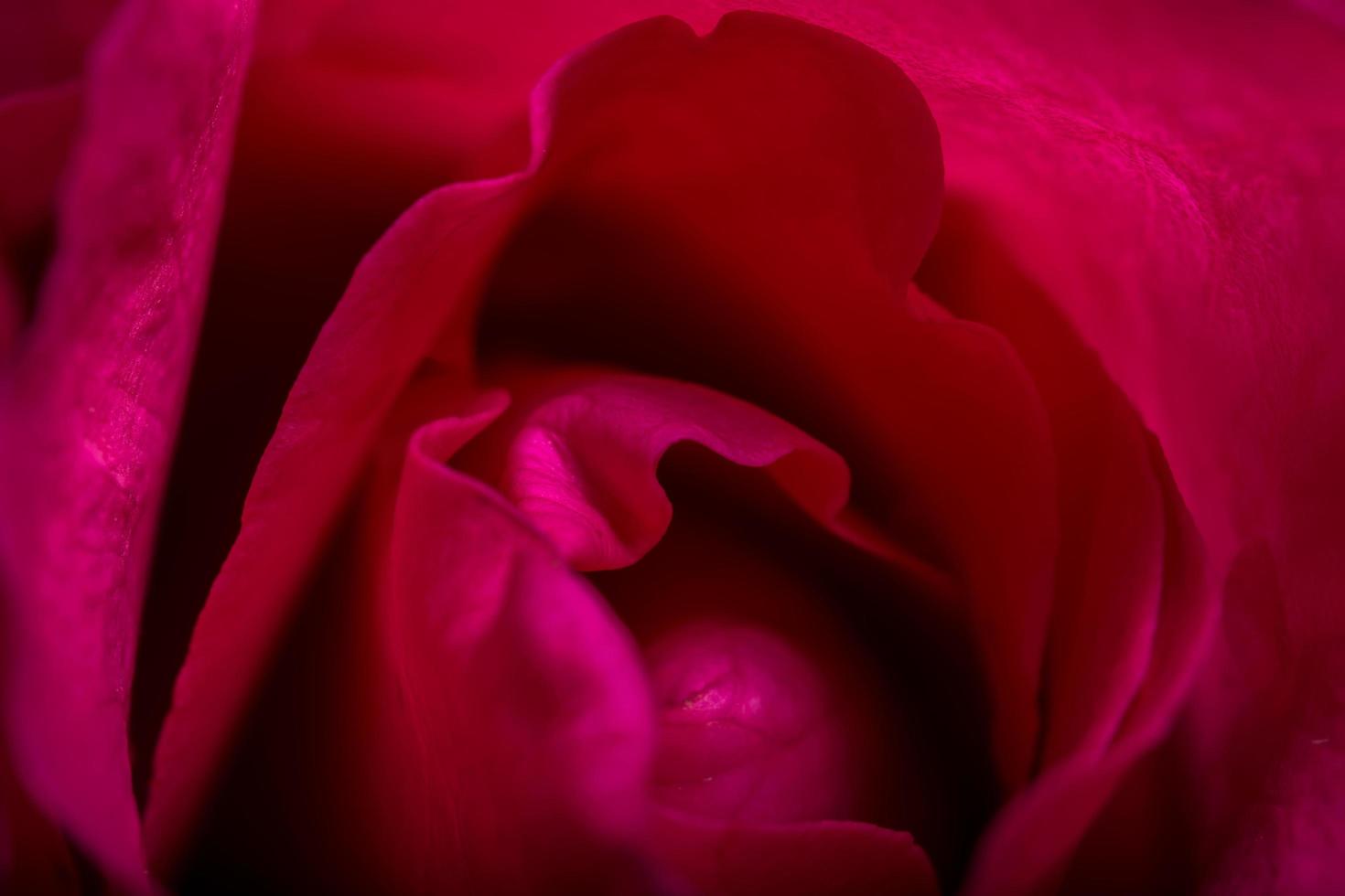 Beautiful red roses, close-up photo