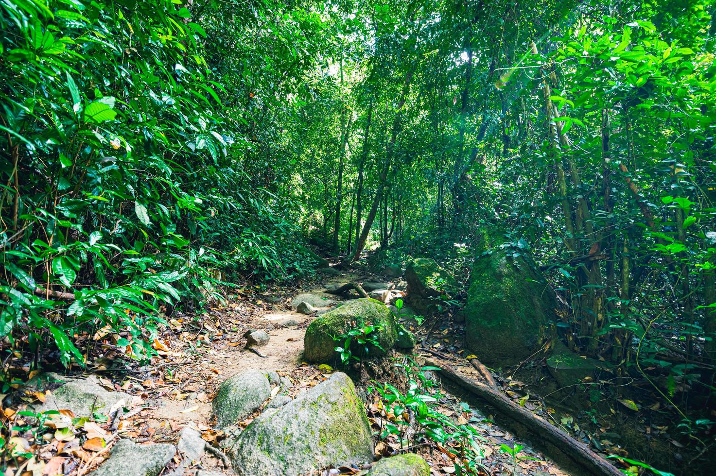 exuberante vegetación de bosque tropical foto