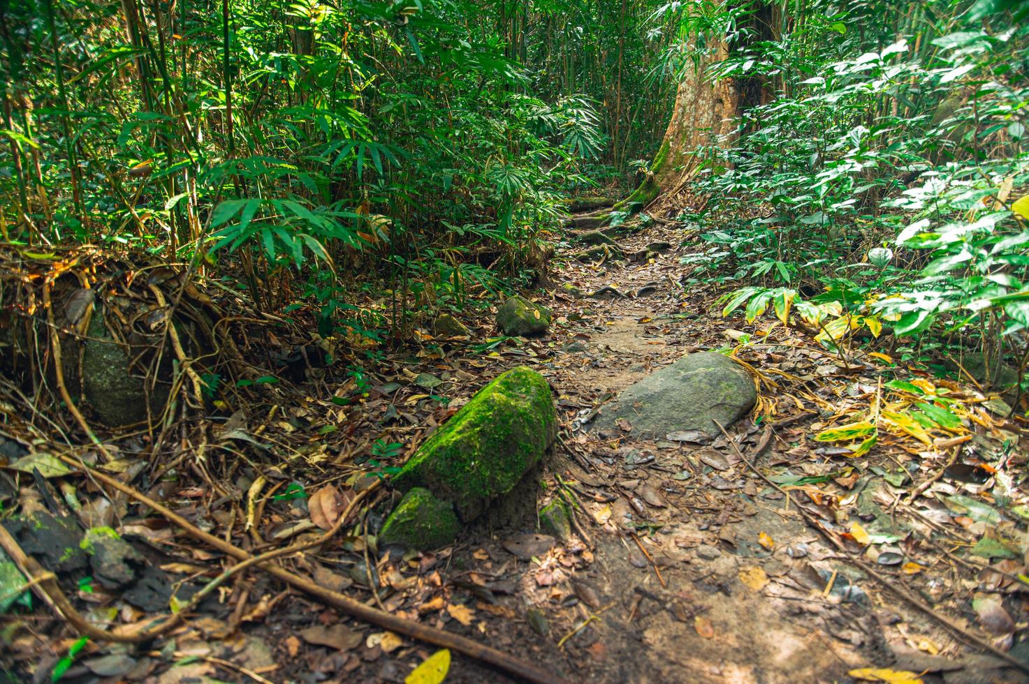 exuberante vegetación forestal foto