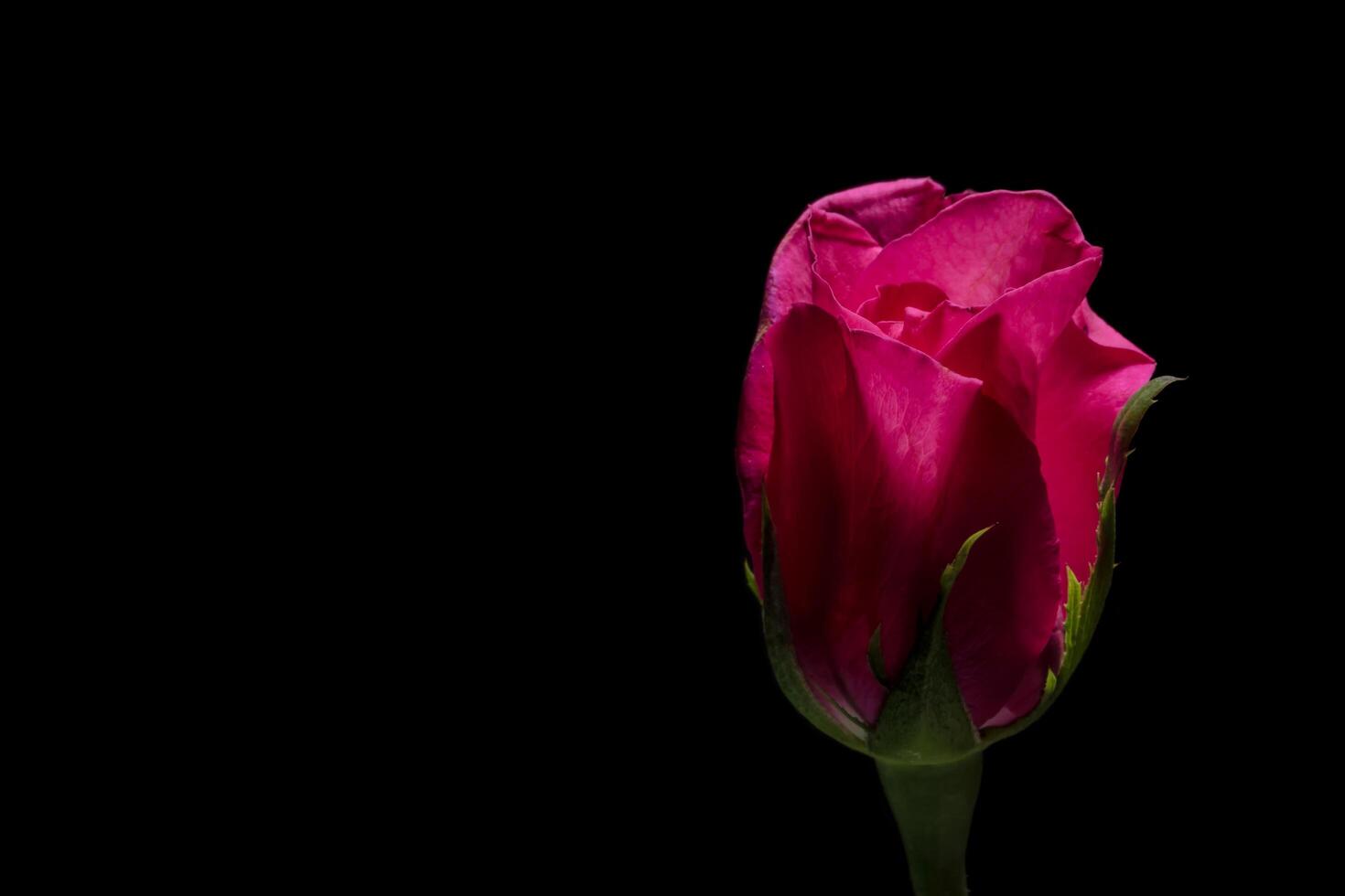 hermosas rosas rojas sobre fondo negro foto