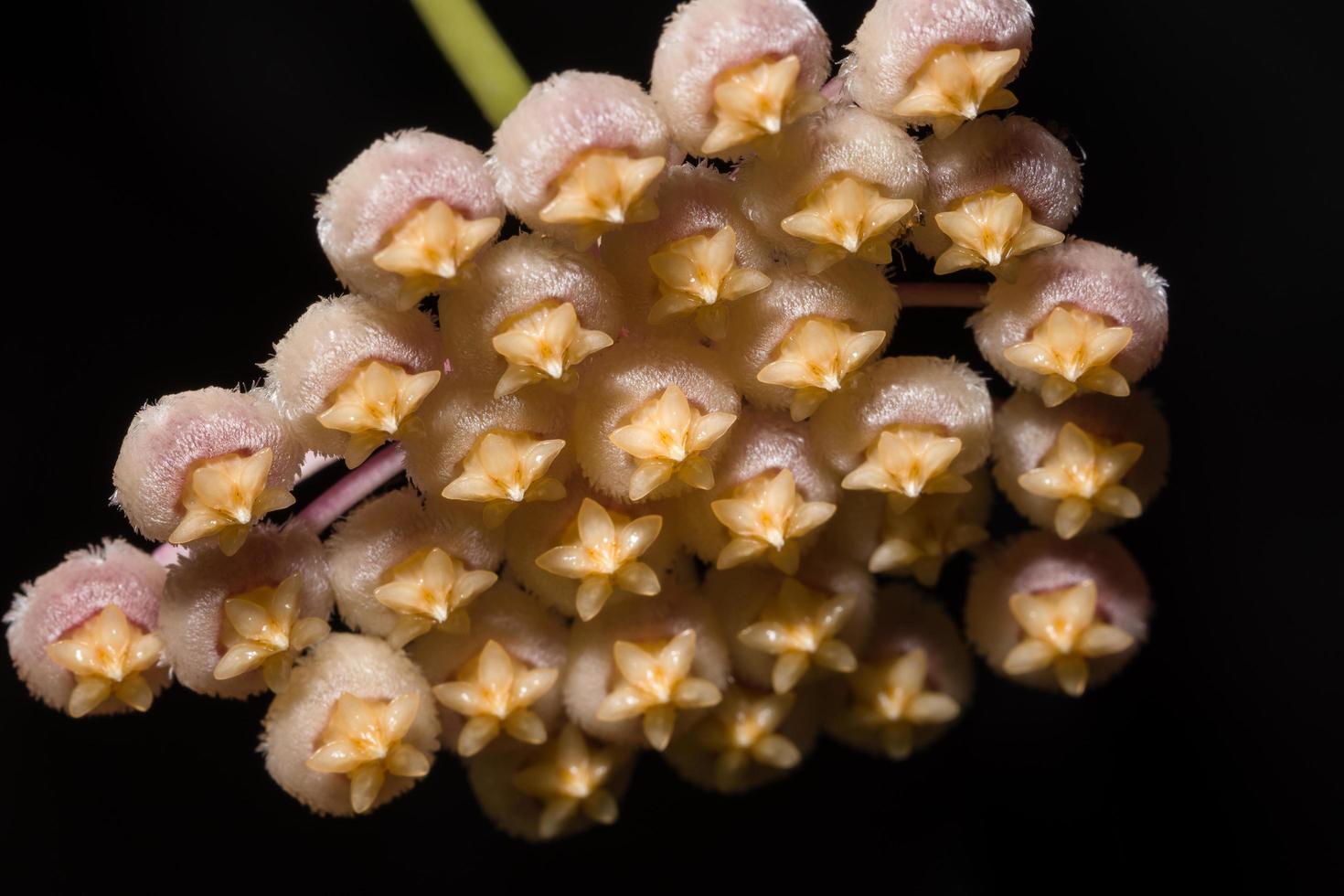 Hoya flower close-up photo