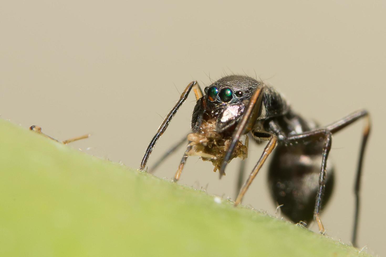 Primer plano de una araña saltarina parecida a una hormiga gigante foto