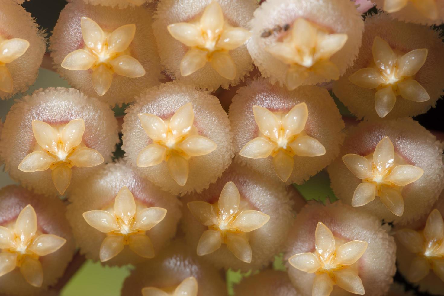 Hoya flower close-up photo