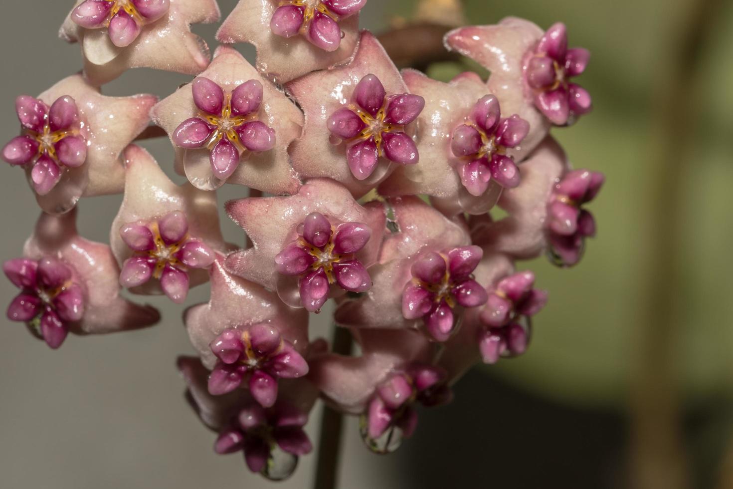 Hoya flower close-up photo