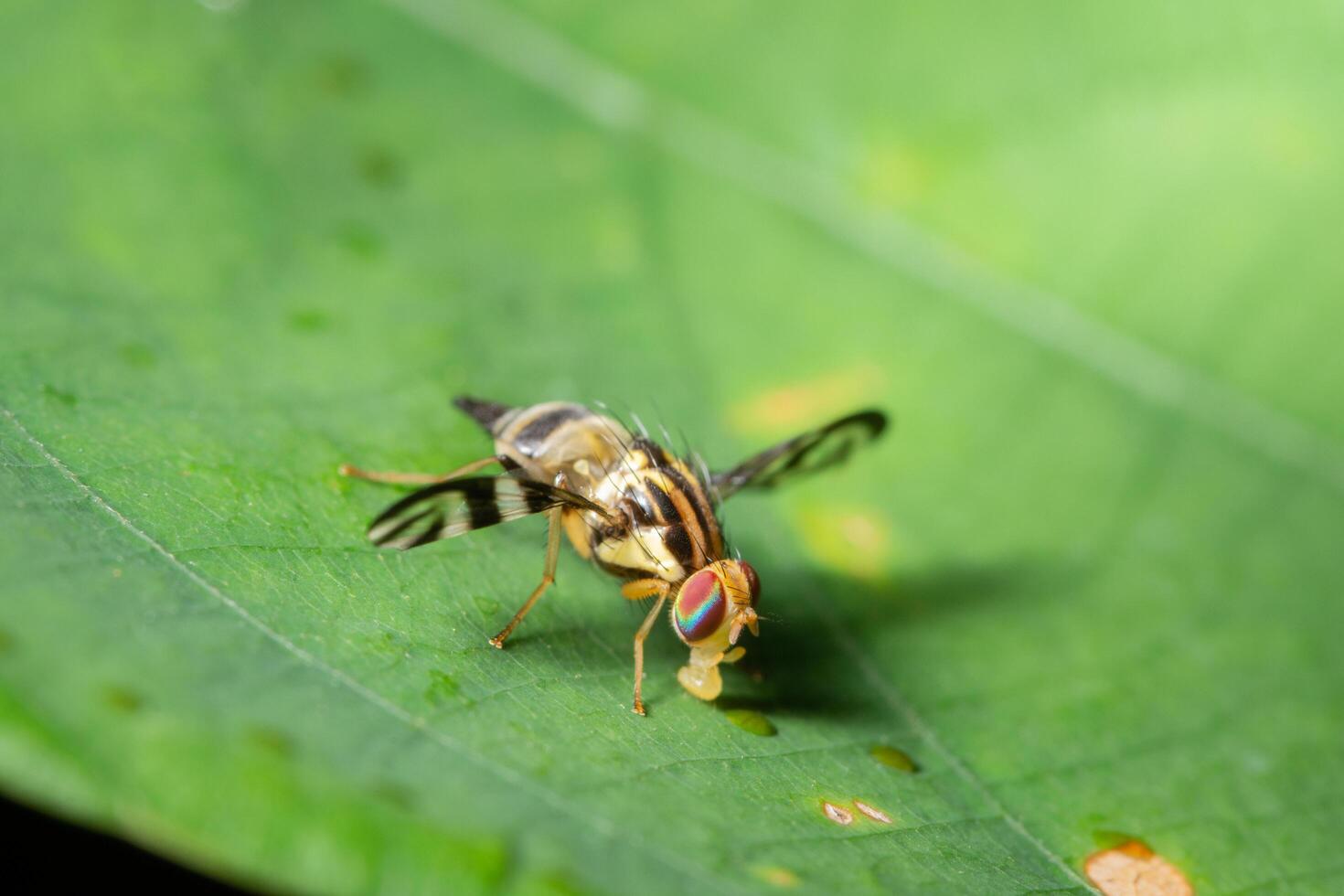 mosca de la fruta en una hoja foto