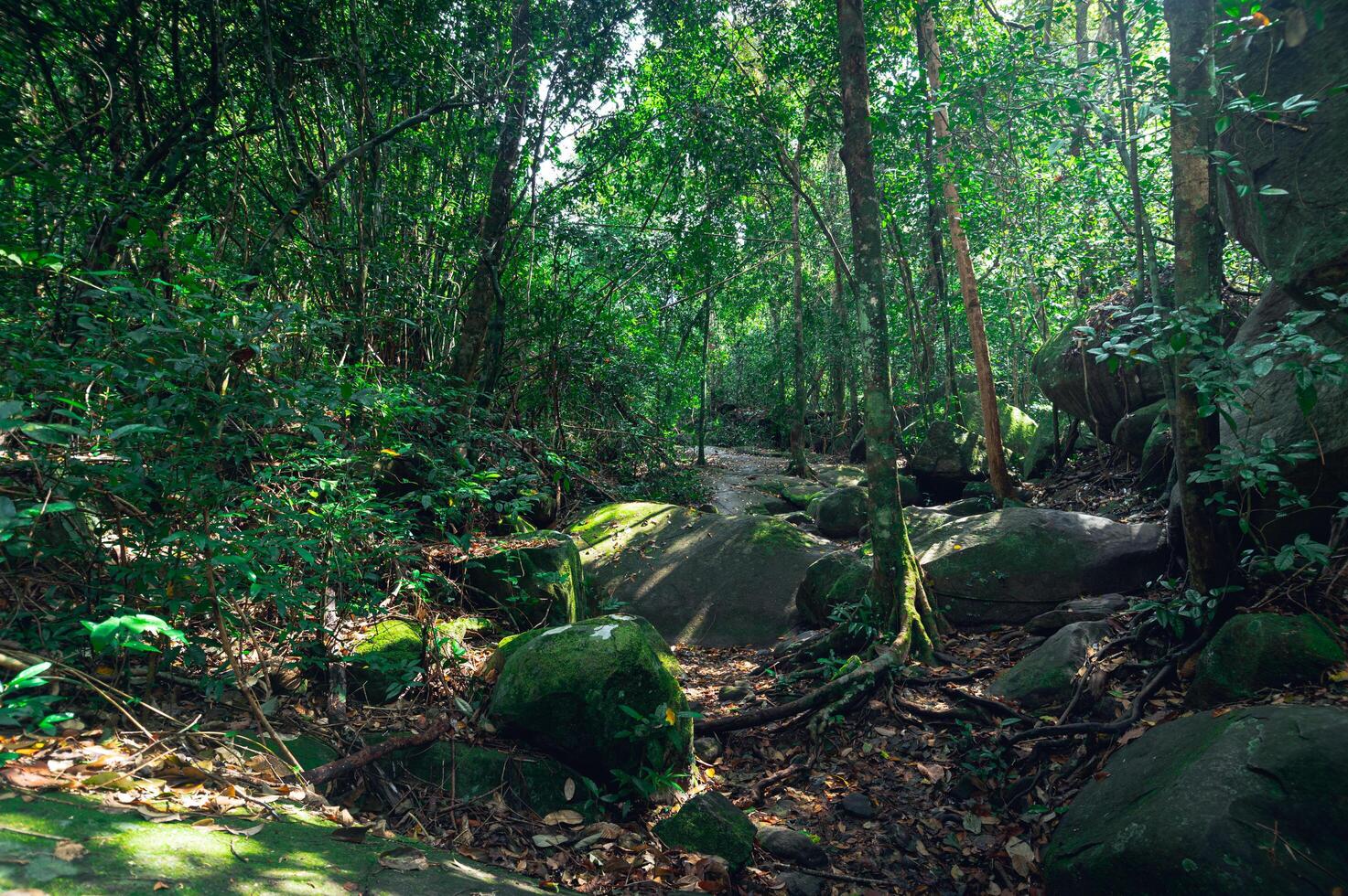 exuberante vegetación forestal foto