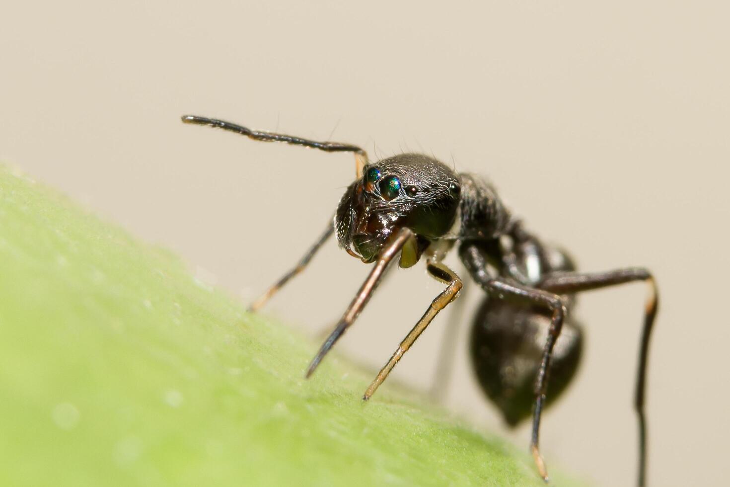 Primer plano de una araña saltarina parecida a una hormiga gigante foto