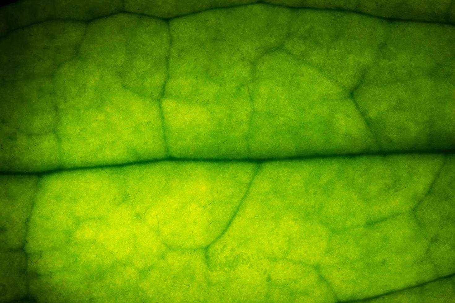 Green leaf, close-up photo