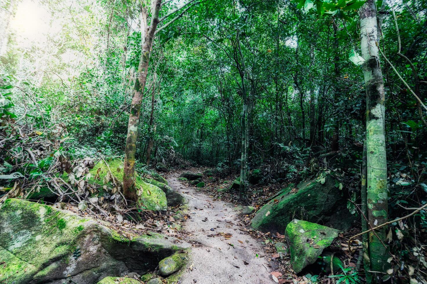 Rocks and lush tropical forest vegetation photo