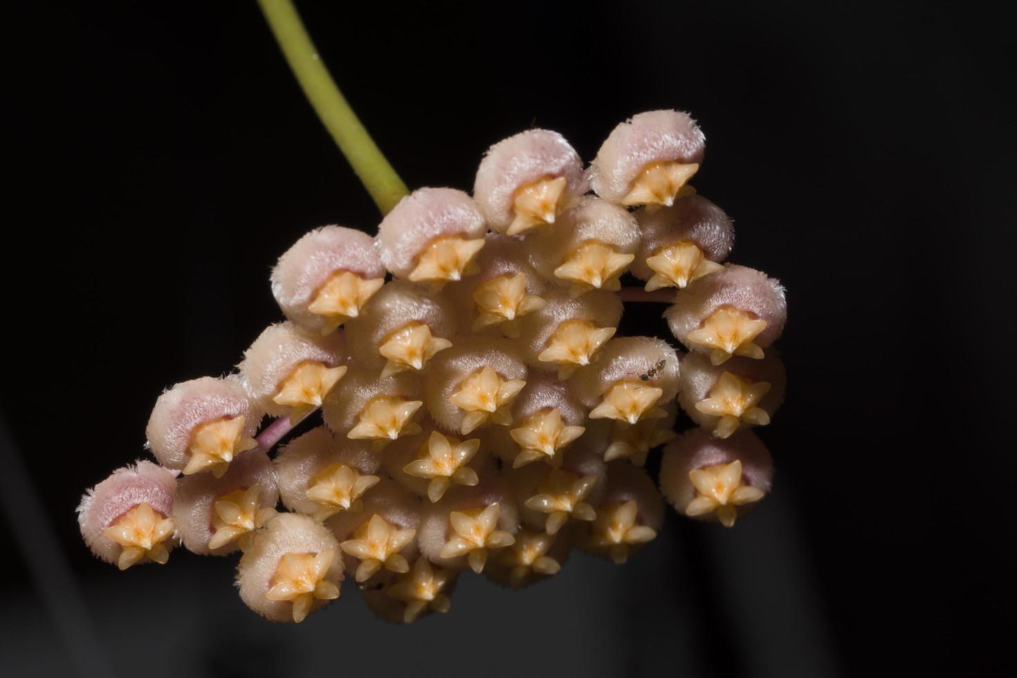 Hoya flower close-up photo