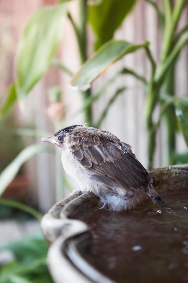 Sparrow on a potted plant photo