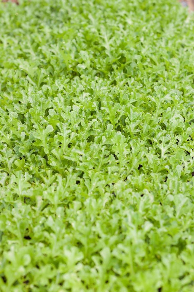 Bunch of green plants photo