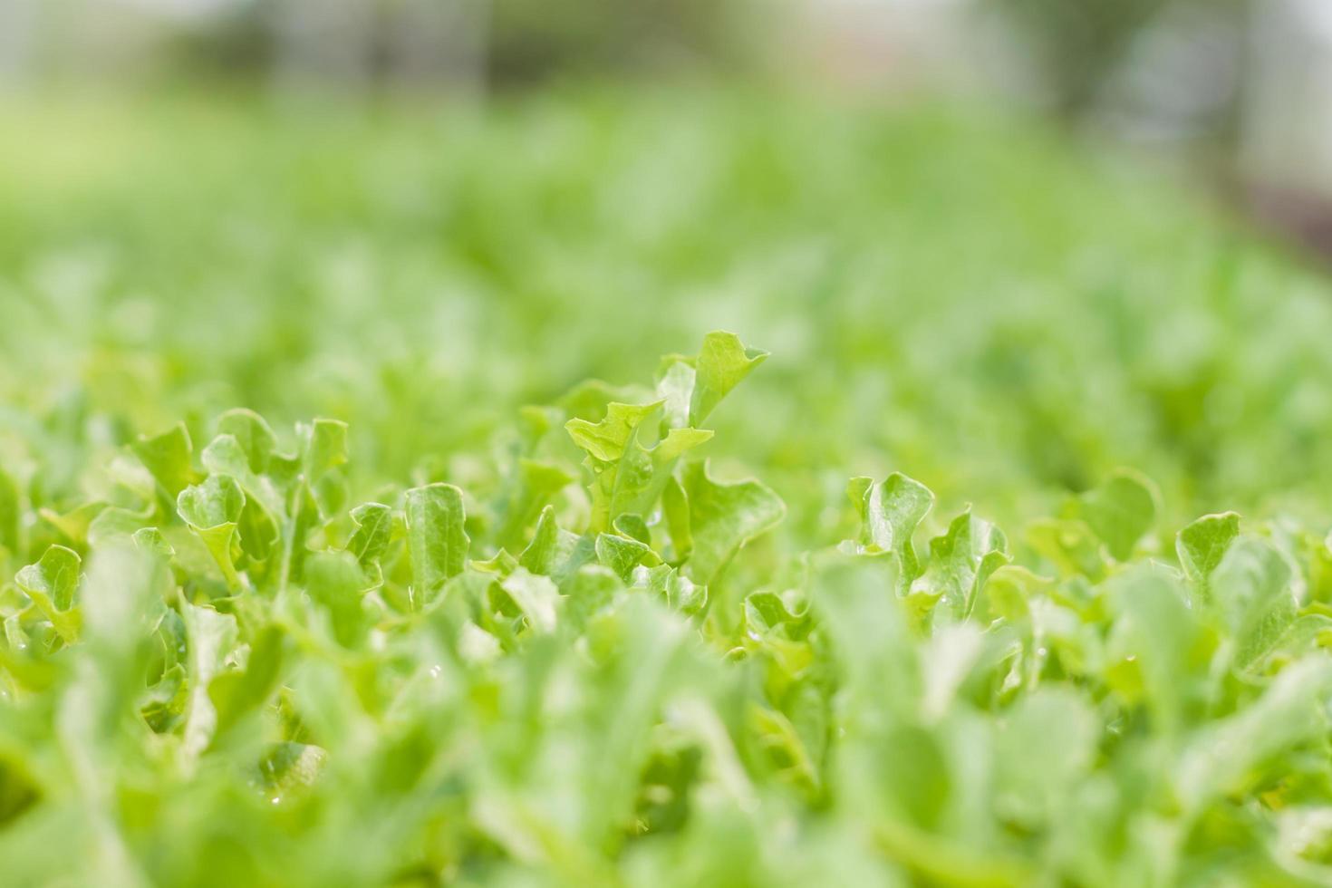 primer plano, de, un, manojo de lechuga foto